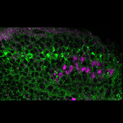 Confocal microscope image of Drosophila brain tissue labeled with DSHB antibody C594.9B (green). PMID: 38193901, Fig. 2B'.